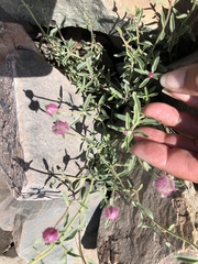 Monardella odoratissima glauca