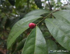 Phaleria clerodendron