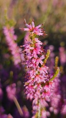 Erica glabra