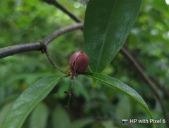 Phaleria clerodendron