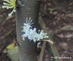 Phaleria clerodendron