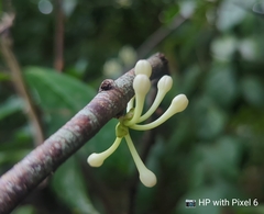 Phaleria clerodendron