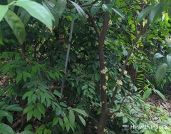 Phaleria clerodendron