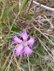Dianthus gallicus