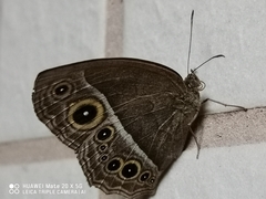 Mycalesis