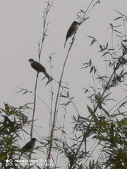 Pycnonotus sinensis hainanus