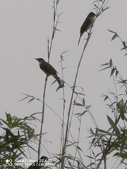 Pycnonotus sinensis hainanus