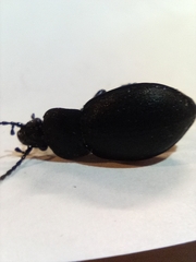 Carabus monticola