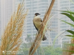Pycnonotus sinensis hainanus