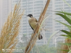 Pycnonotus sinensis hainanus
