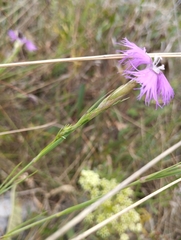 Dianthus gallicus