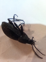 Carabus monticola