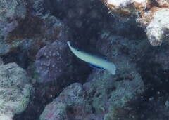 Anampses neoguinaicus