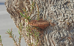 Inocutis tamaricis