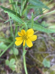 Helianthus porteri