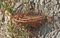 Inocutis tamaricis