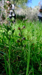 Pterostylis vittata