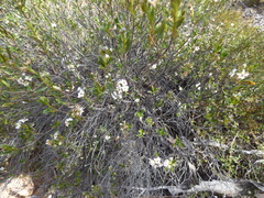Halgania andromedifolia