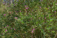 Tephrosia brachyodon