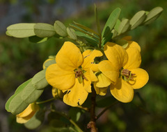 Senna gaudichaudii
