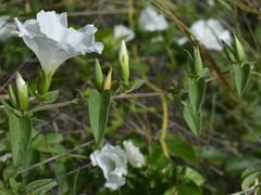 Bonamia dietrichiana