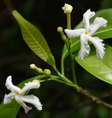 Tabernaemontana orientalis