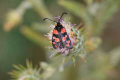 Zygaena sogdiana