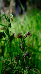 Pterostylis vittata