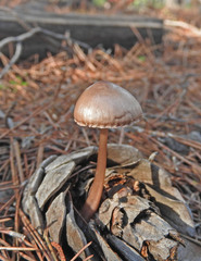 Mycena seynii