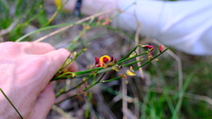 Daviesia triflora