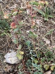 Euphorbia barrelieri