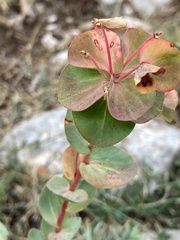 Euphorbia barrelieri