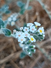 Heliotropium hirsutissimum