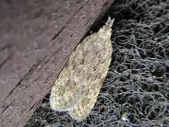 Tornodoxa paraleptopalta