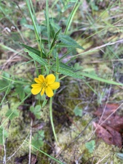 Helianthus porteri
