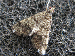 Dolicharthria bruguieralis