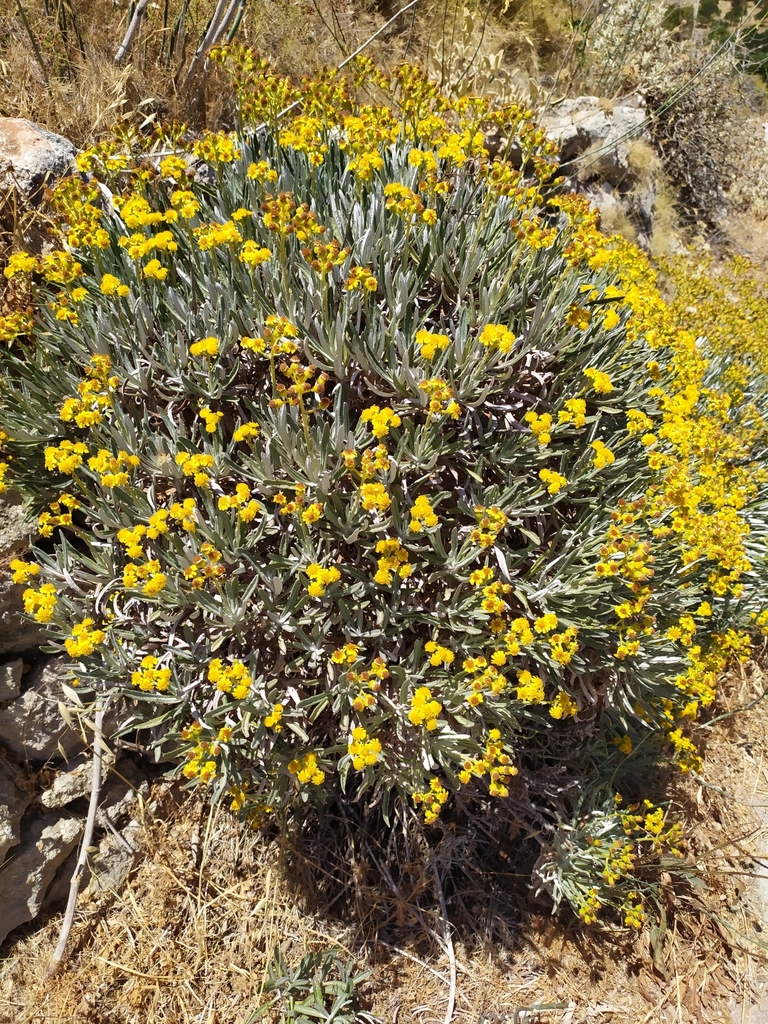 Jacobaea gnaphalioides