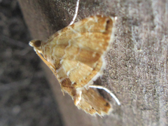 Elophila turbata
