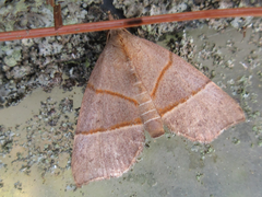 Gonepatica opalina