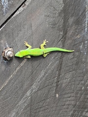 Phelsuma astriata