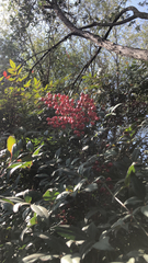 Nandina domestica