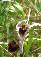 Ophrys fuciflora