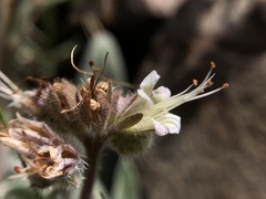 Phacelia hastata compacta