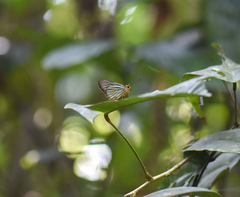 Pirdana major
