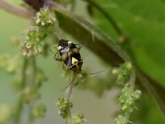 Liocoris tripustulatus