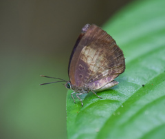 Arhopala perimuta