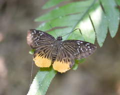 Mooreana trichoneura