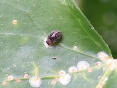 Rhyzobius forestieri