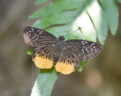 Mooreana trichoneura