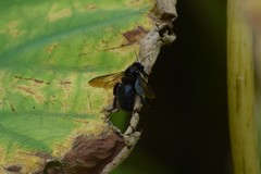 Xylocopa tranquebarorum